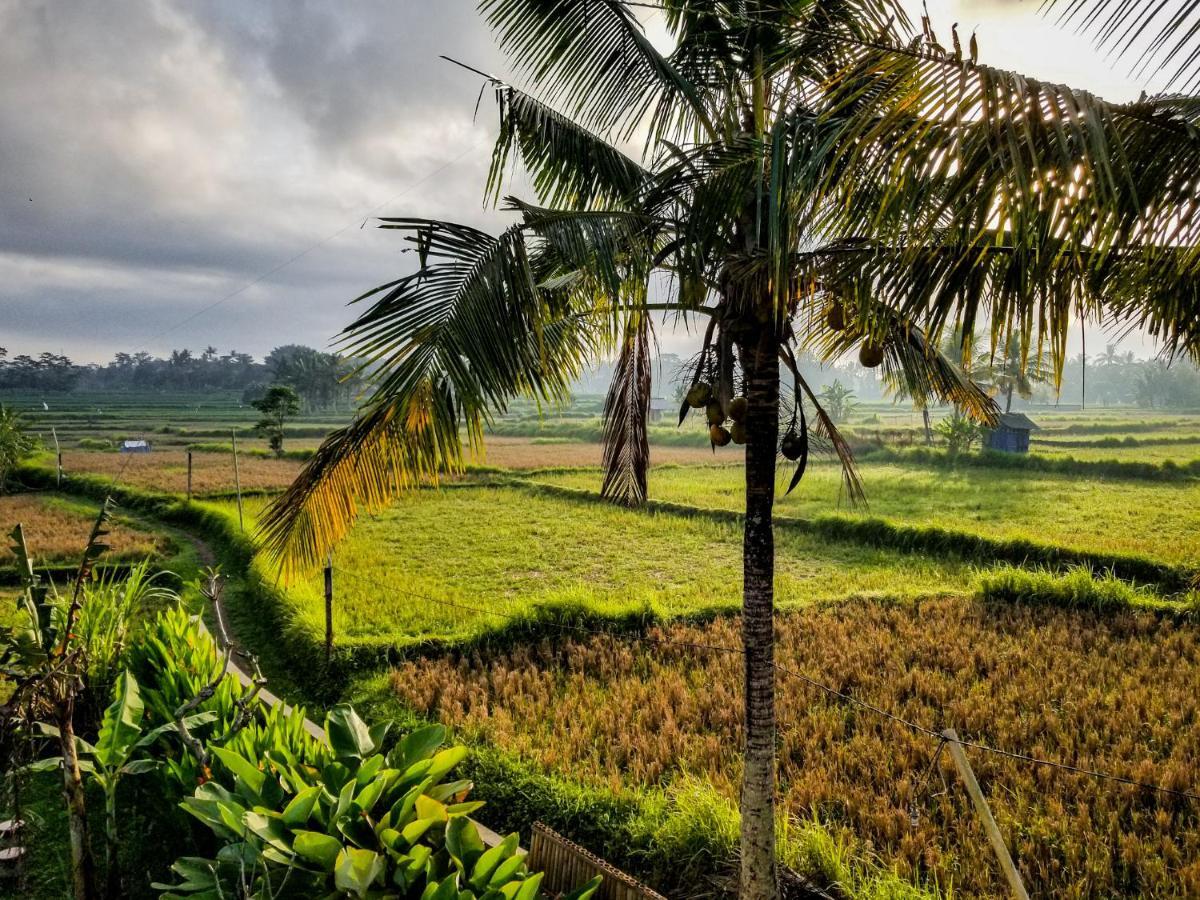 Mancur Guesthouse Ubud Zewnętrze zdjęcie