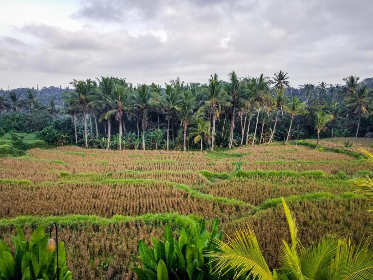 Mancur Guesthouse Ubud Zewnętrze zdjęcie